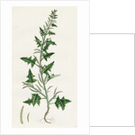 Sisymbrium Polyceratium Prostate Hedge-Mustard by Anonymous