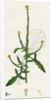 Sisymbrium Officinale Common Hedge-Mustard by Anonymous