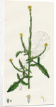 Sisymbrium Officinale Common Hedge-Mustard by Anonymous