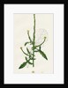 Sisymbrium Officinale Common Hedge-Mustard by Anonymous
