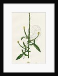 Sisymbrium Officinale Common Hedge-Mustard by Anonymous