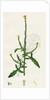 Sisymbrium Officinale Common Hedge-Mustard by Anonymous