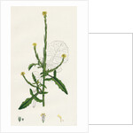 Sisymbrium Officinale Common Hedge-Mustard by Anonymous