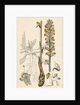 Orobanche Picridis Picris Broom-Rape- by Anonymous