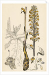 Orobanche Picridis Picris Broom-Rape- by Anonymous