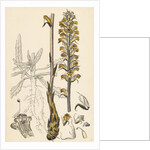 Orobanche Picridis Picris Broom-Rape- by Anonymous