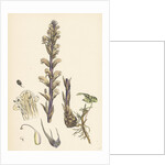 Orobanche Hederae Ivy Broom-Rape- by Anonymous