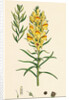 Linaria Vulgaris Var. Genuina Yellow Toadflax Var. A. by Anonymous