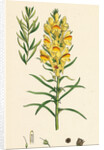 Linaria Vulgaris Var. Genuina Yellow Toadflax Var. A. by Anonymous