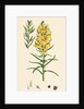 Linaria Vulgaris Var. Genuina Yellow Toadflax Var. A. by Anonymous