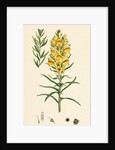 Linaria Vulgaris Var. Genuina Yellow Toadflax Var. A. by Anonymous