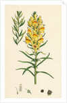 Linaria Vulgaris Var. Genuina Yellow Toadflax Var. A. by Anonymous