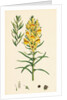 Linaria Vulgaris Var. Genuina Yellow Toadflax Var. A. by Anonymous