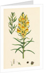 Linaria Vulgaris Var. Genuina Yellow Toadflax Var. A. by Anonymous
