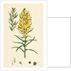 Linaria Vulgaris Var. Genuina Yellow Toadflax Var. A. by Anonymous