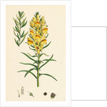 Linaria Vulgaris Var. Genuina Yellow Toadflax Var. A. by Anonymous