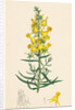 Linaria Vulgaris Peloria Yellow Toadflax Monstrous State by Anonymous