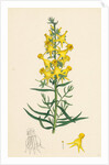 Linaria Vulgaris Peloria Yellow Toadflax Monstrous State by Anonymous