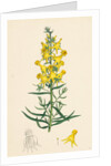 Linaria Vulgaris Peloria Yellow Toadflax Monstrous State by Anonymous