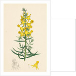 Linaria Vulgaris Peloria Yellow Toadflax Monstrous State by Anonymous