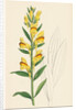 Linaria Vulgaris Var. Latifolia Yellow Toadflax Var. B. by Anonymous