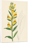 Linaria Vulgaris Var. Latifolia Yellow Toadflax Var. B. by Anonymous