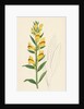 Linaria Vulgaris Var. Latifolia Yellow Toadflax Var. B. by Anonymous