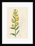 Linaria Vulgaris Var. Latifolia Yellow Toadflax Var. B. by Anonymous