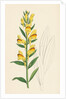 Linaria Vulgaris Var. Latifolia Yellow Toadflax Var. B. by Anonymous