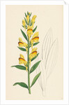 Linaria Vulgaris Var. Latifolia Yellow Toadflax Var. B. by Anonymous