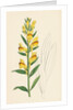 Linaria Vulgaris Var. Latifolia Yellow Toadflax Var. B. by Anonymous