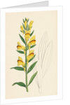 Linaria Vulgaris Var. Latifolia Yellow Toadflax Var. B. by Anonymous