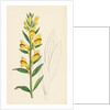 Linaria Vulgaris Var. Latifolia Yellow Toadflax Var. B. by Anonymous