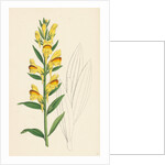 Linaria Vulgaris Var. Latifolia Yellow Toadflax Var. B. by Anonymous