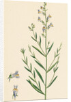 Linaria Vulgari Repens Hybrid Between Yellow and Striped Toadflax by Anonymous