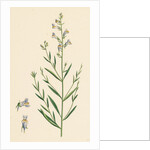 Linaria Vulgari Repens Hybrid Between Yellow and Striped Toadflax by Anonymous