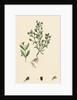 Linaria Minor Lead Toadflax by Anonymous