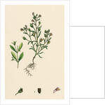 Linaria Minor Lead Toadflax by Anonymous