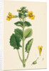 Mimulus Luteus Yellow Monkey-Flower by Anonymous