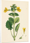 Mimulus Luteus Yellow Monkey-Flower by Anonymous