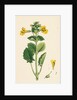 Mimulus Luteus Yellow Monkey-Flower by Anonymous