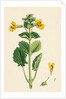Mimulus Luteus Yellow Monkey-Flower by Anonymous