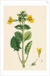 Mimulus Luteus Yellow Monkey-Flower by Anonymous