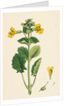 Mimulus Luteus Yellow Monkey-Flower by Anonymous