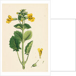 Mimulus Luteus Yellow Monkey-Flower by Anonymous