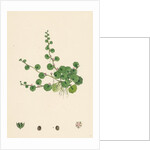 Sibthorpia Europaea Cornish Moneywort by Anonymous