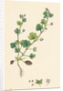 Veronica Hederifolia Ivy-Leaved Speedwell by Anonymous