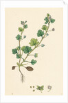 Veronica Hederifolia Ivy-Leaved Speedwell by Anonymous