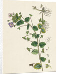 Veronica Buxbaumii Buxbaum's Speedwell by Anonymous