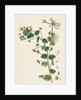 Veronica Buxbaumii Buxbaum's Speedwell by Anonymous